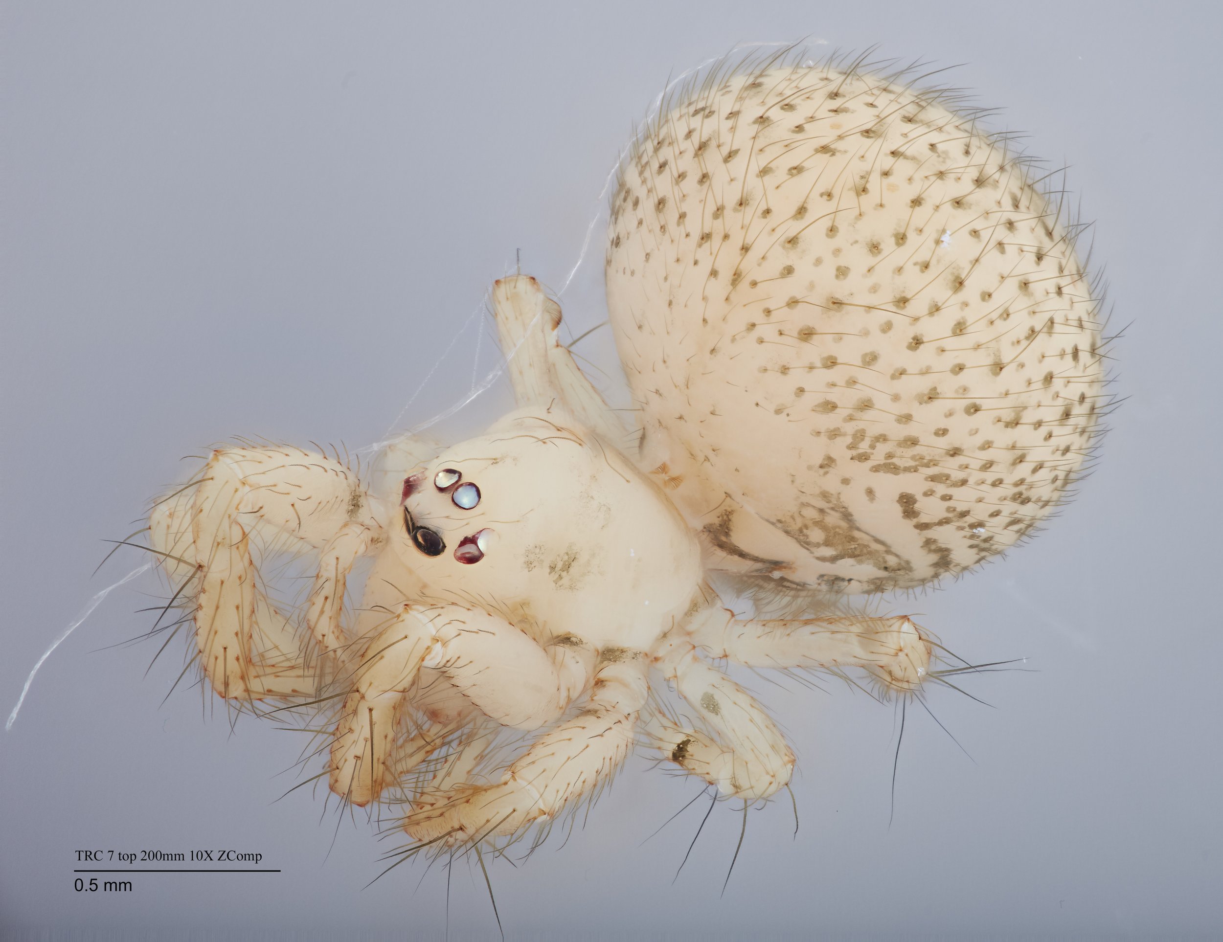 Slingshot spiders The Bhamla Lab